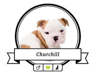 Englische Bulldogge Churchill Englische Bulldogge Churchill